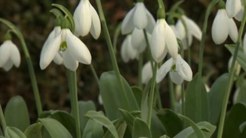 Snowdrops at Hill Close Gardens