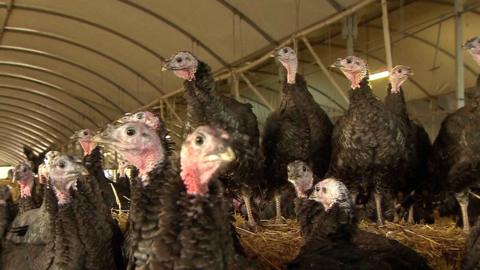 Turkeys on a turkey farm in East Anglia