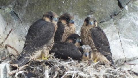 Peregrine falcon nest