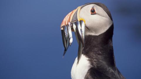 Puffin with eels