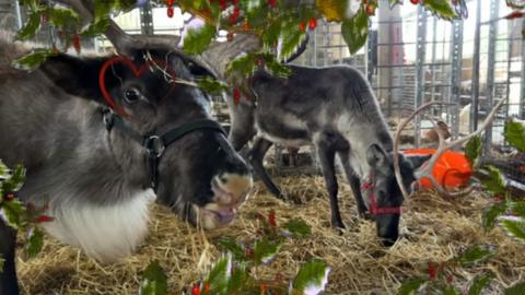 Reindeers Sven and Daisy at Little Haven Farm, Hedon