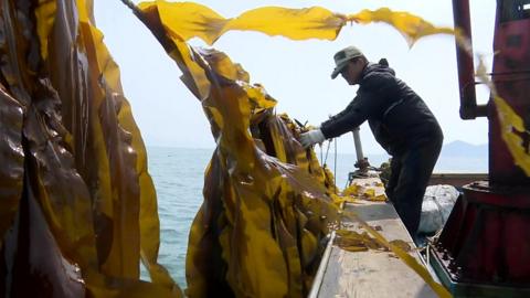 A fisherman on a boat looks at a row of seaweed