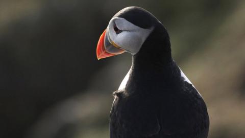 Puffin on the Isle of May