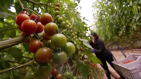 Tomatoes being grown in Spain