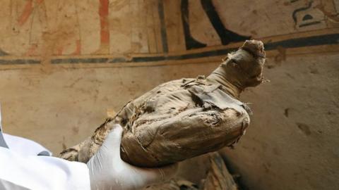 An archaeologist holding a mummified falcon