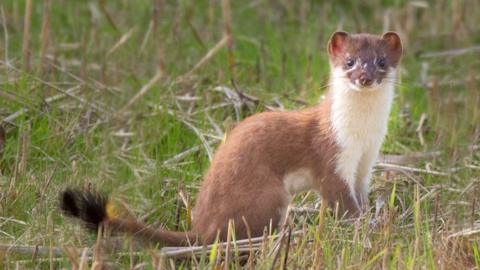 A stoat