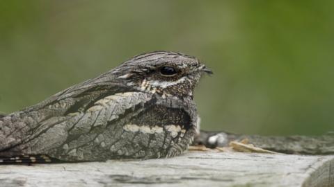 nightjar roosting