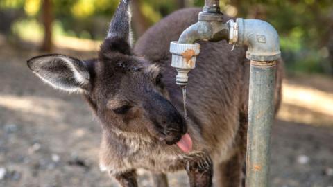 A wallaby drinking from a garden tap