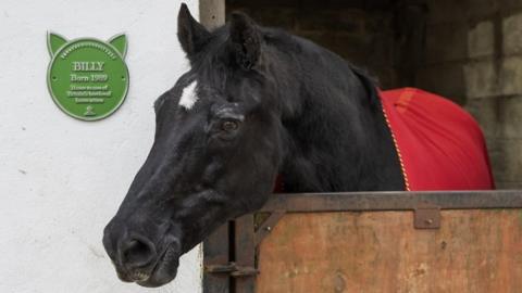 Billy is just the 23rd animal to receive the a special green plaque