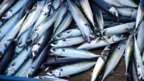 Mackerel being landed