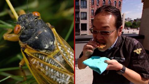 Billions of cicadas have emerged in the US and Brooklyn cook Joseph Yoon is making good use of them.