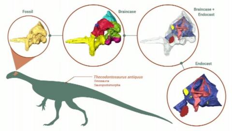 Thecodontosaurus diagram
