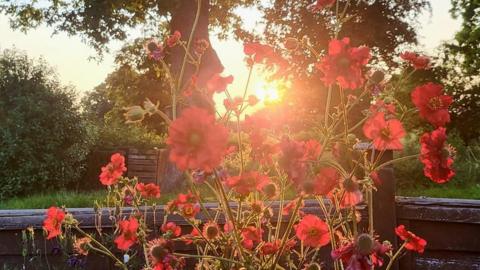 The sun is setting between two trees in the background and can be seen through a large number of red flowers in the foreground