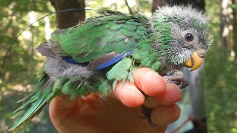 An orange-fronted parakeet chick