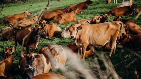 Jersey cows