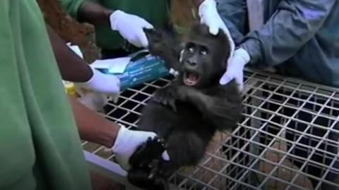 The zoo works with a sanctuary in Cameroon which rescues orphaned gorillas.