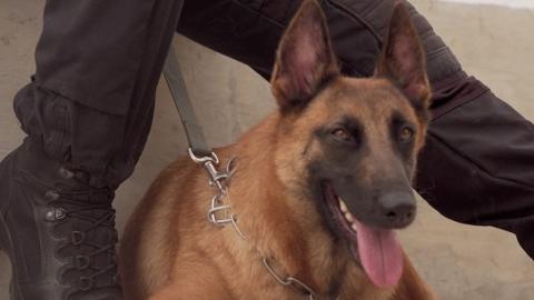 Specially trained dogs in Lebanon are learning to detect coronavirus as part of a research project.