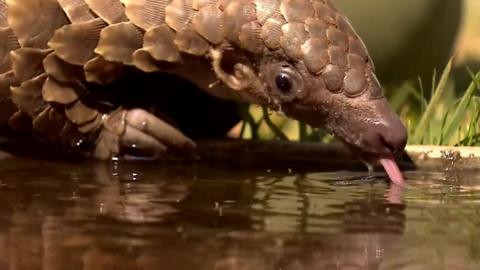 Pangolin