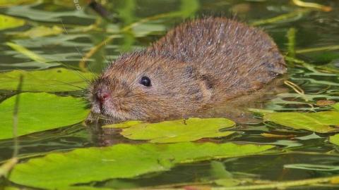 A water vole swimming