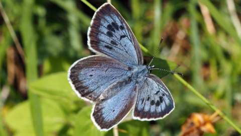 large blue butterfly