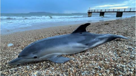 Dead dolphin on beach