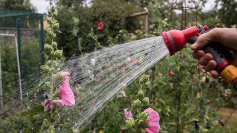 Hose pipe being used on garden