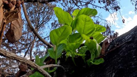 Leaves on Lahaina's banyan tree