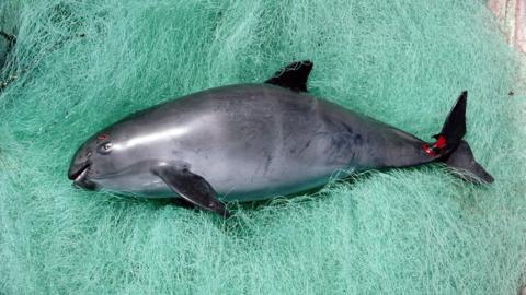 Rare Mexican porpoise faces 'imminent extinction' - BBC News