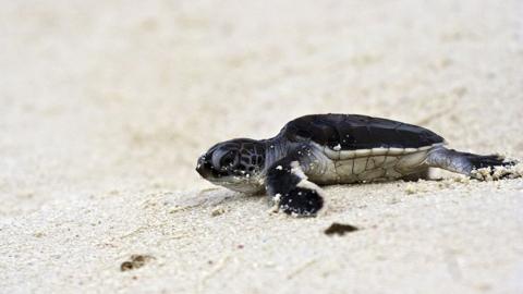 Newly hatched turtle on beach