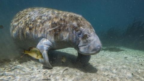 A manatee