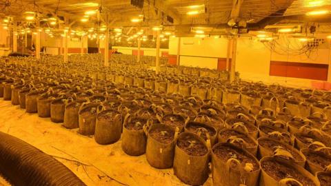 A room of rows and rows of bags filled with soil and plants under yellow lights