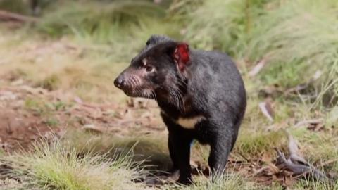 A Tasmanian devil in the sanctuary