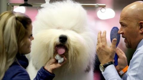 Jagger the old English sheepdog