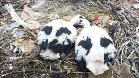 stork-chicks-rubbish-nest.