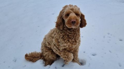 Floki the dog enjoying the snow in Swansea