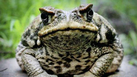Cane Toad is exhibited at Taronga Zoo 9 August 2005 in Sydney, Australia.