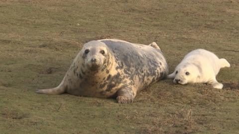 A grey seal and her pup