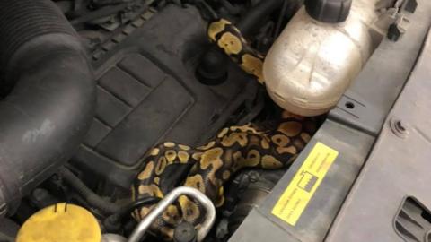 Snake in car