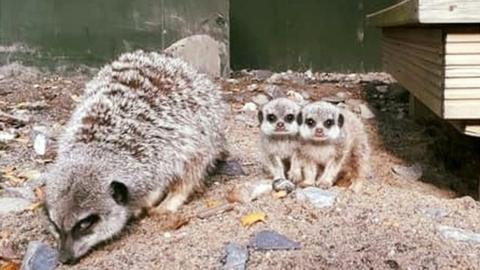 Meerkats