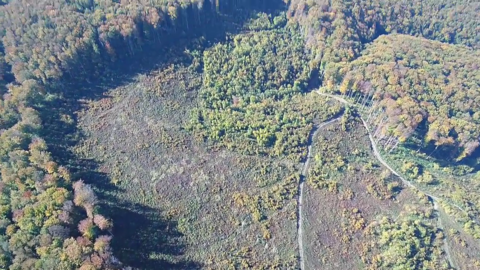 Drone footage of illegal logging in Romanian national park