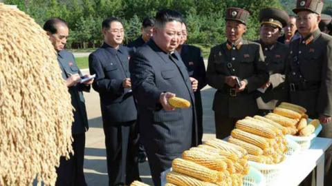 Kim Jong-un inspects crops in 2019