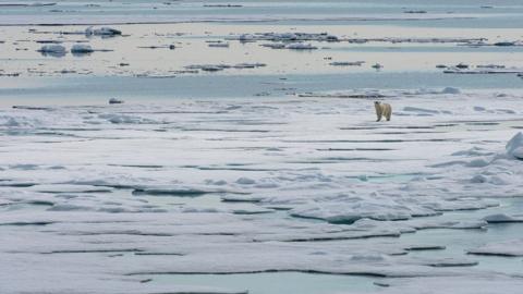 Arctic - BBC News