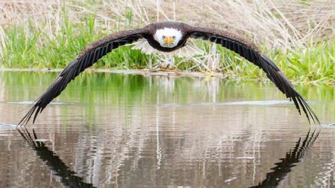 Bruce the bald eagle stares down photographer Steve Biro