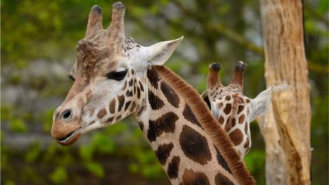 Giraffe at Paignton Zoo