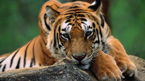 Indian tiger
