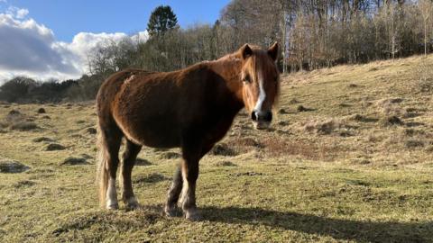 Welsh pony on Daneway Banks