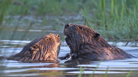Two otters playing in the water