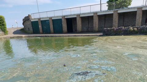 Algae in Skegness boating lake 