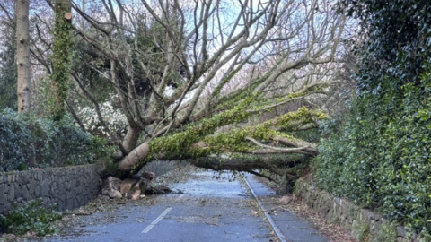 A fallen tree across a road in Penzance. It is a large tree and is blocking the road, and pavement.