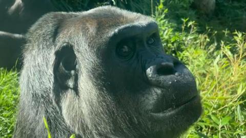 A close-up of a gorilla looking at the camera. It has black fur and very dark eyes. It is in a grassy enclosure.
